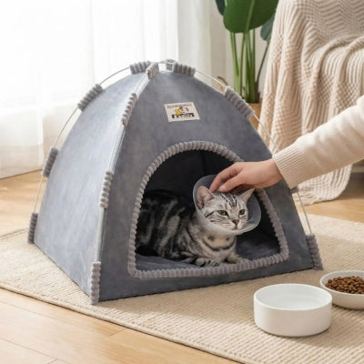 chaton en convalescence dans chat niche maîtresse le caresse