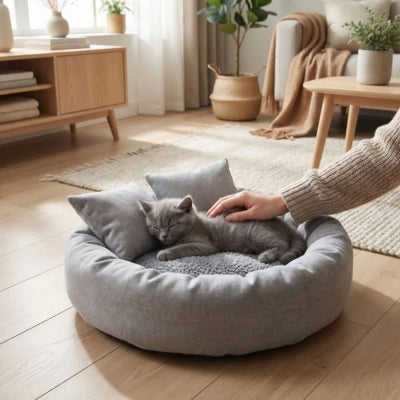 chaton endormi dans couffin pour chat sa maîtresse le caresse