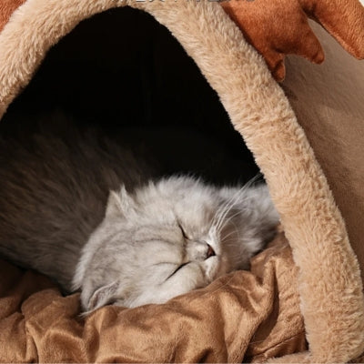 chaton endormi profondement dans maison pour chaton