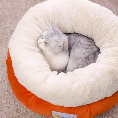 chaton enveloppé douceur coussin chaton