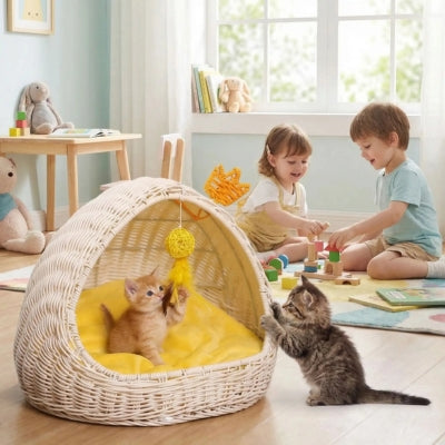 chaton griffe panier chatons autre joue plume enfants jouent derrière