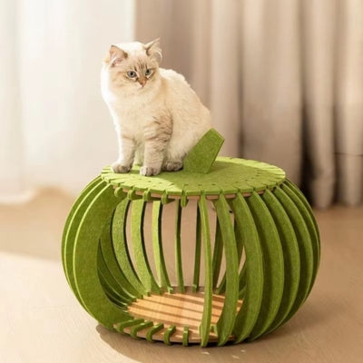 chaton installé sur toit cocon pour chat