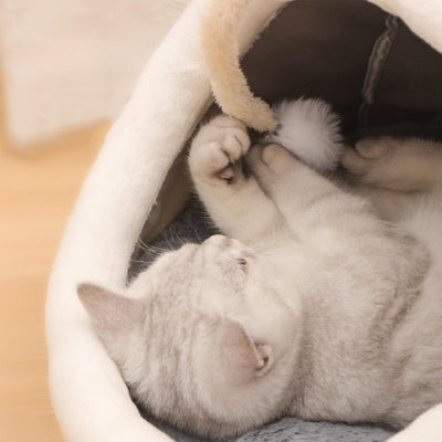 chaton jouant niche pour chaton