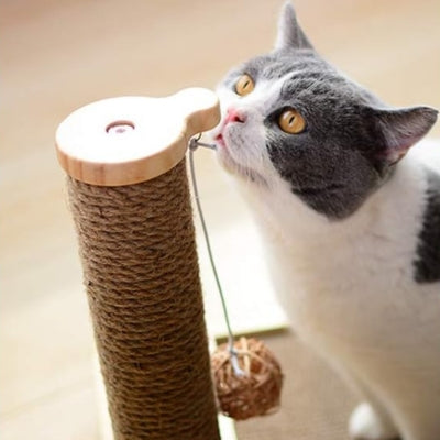 chaton joue avec griffoir pour chat