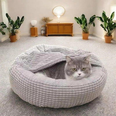 chaton lové dans couffin pour chaton gris