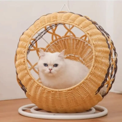 chaton lové dans panier chatons au sol