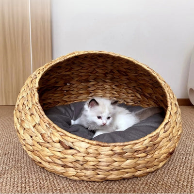 chaton lové dans un ses paniers chatons