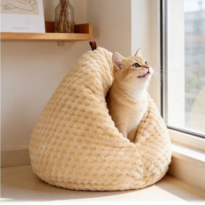 chaton observe dans nid chaton jaune doux