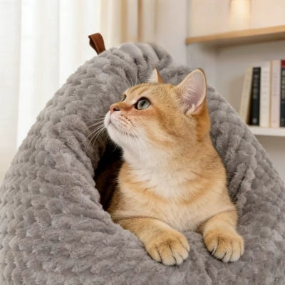 chaton observe son territoire dans nid chaton