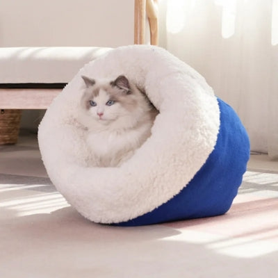 chaton observe son territoire dans nid chaton bleu royal