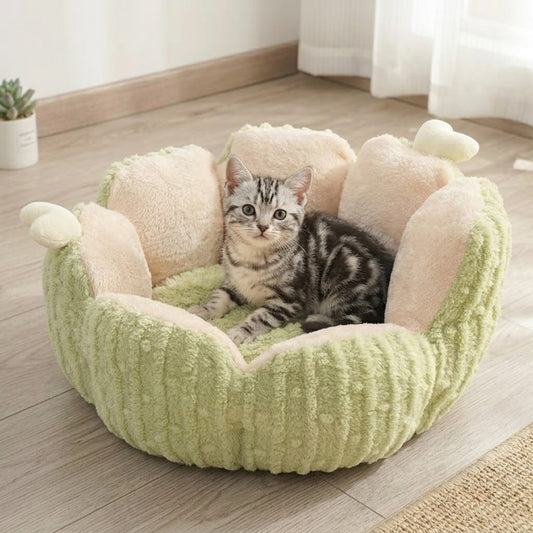 chaton panier cactus vert chaton installé dedans
