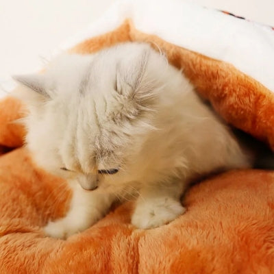 chaton patoune son lit pour chaton