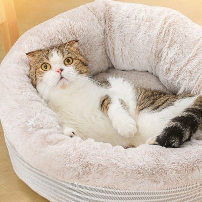 chaton relaxe dans coussin pour chaton