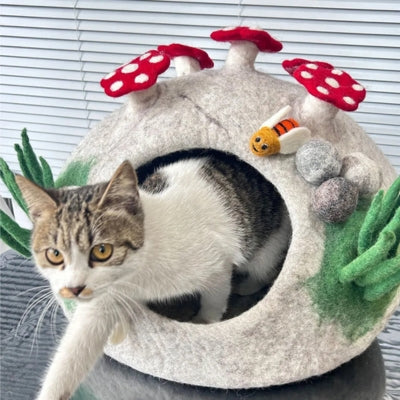 chaton sort sa niche pour chaton
