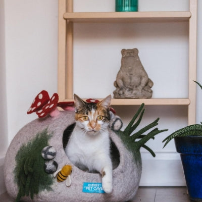 chaton sortant sa niche pour chaton