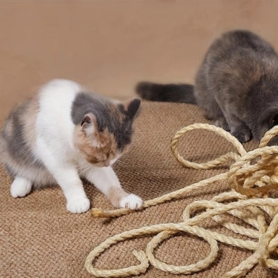 chatons jouant avec corde pour griffoir pour chat
