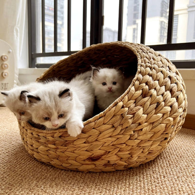 chatons jouant dans un leur paniers chatons