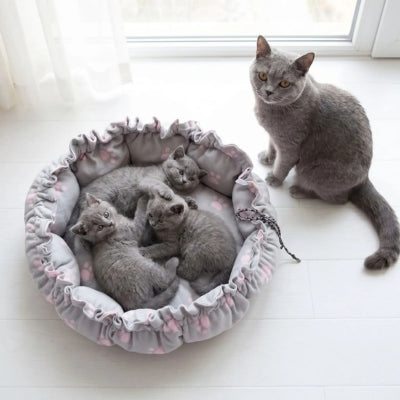 chatons lovés dans coussin pour chat maman chat à côté