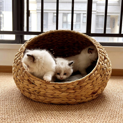 chatons lovés dans un leur paniers chatons