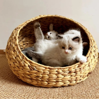chatons s'amusant dans un leur paniers chatons
