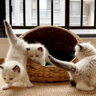 chatons s'amusent autour un leur paniers chatons 
