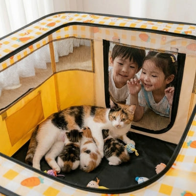 chatte allaitant chatons dans maison chats