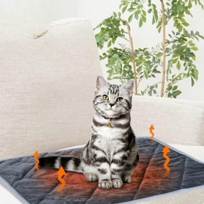 coussin chat american shorthair assis dessus sur canapé