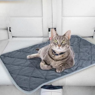 coussin chat american shorthair relaxant dessus dans voiture