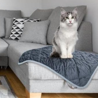 coussin chat chat assis dessus sur sofa dans salon