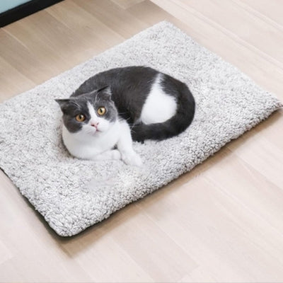 coussin chat chat detendu confortablement dessus