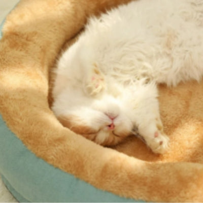 coussin chat vert clair chat couché sur son dos dessus