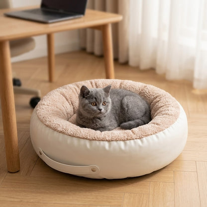 Coussin chaton crème, chaton British bleu lové près du bureau