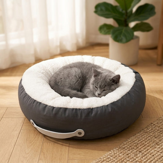 Coussin chaton gris, chaton British bleu endormi dans le salon