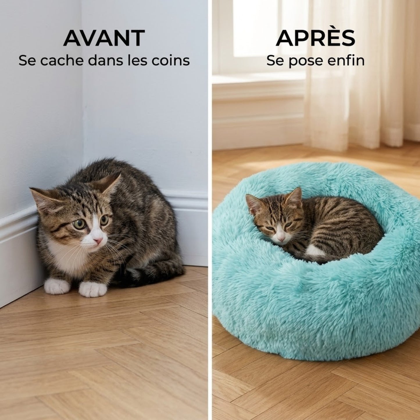 Coussin chaton turquoise, avant cherche ses repères, après endormi dedans