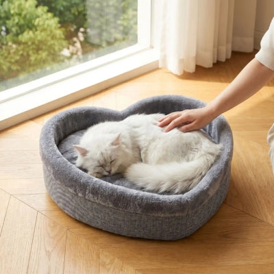 coussin chats gris chat blanc lové dedans main le caresse