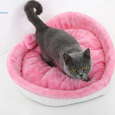 coussin pour chat chaton observant dedans