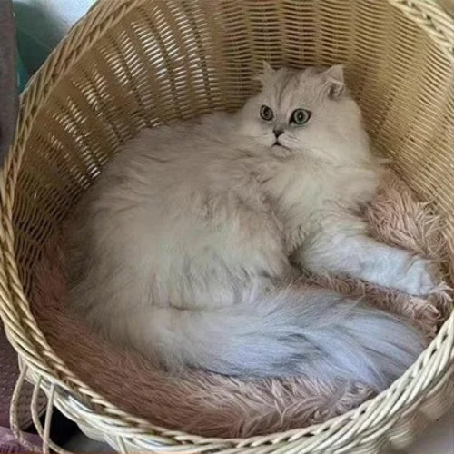 coussin pour chat dodo du pacha marron persan installe panier osier