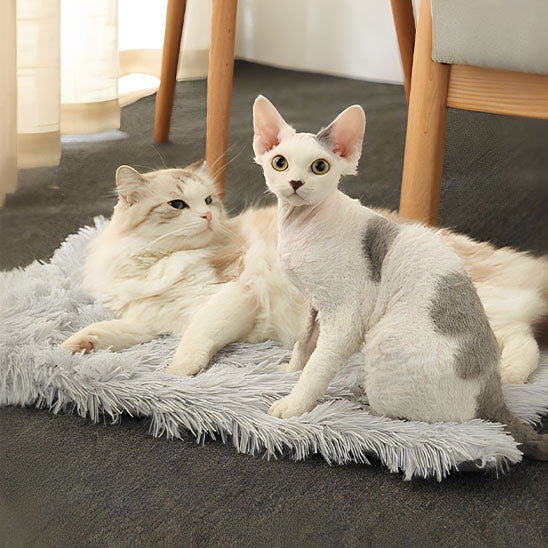 coussin pour chat nidou deux chats lans dessus