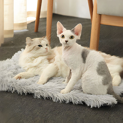 coussin pour chat nidou deux chats lans dessus