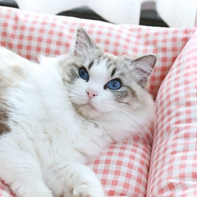 coussin pour chat rose ragdoll detendu confortablement dessus