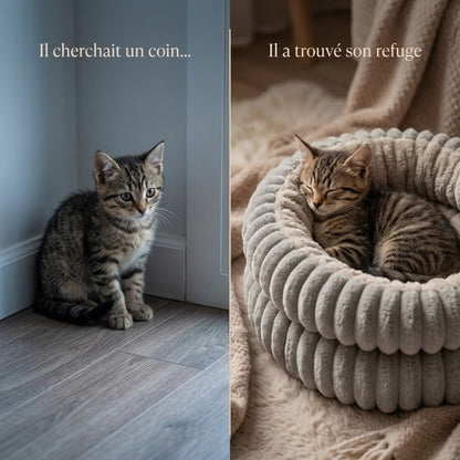 coussin pour chaton européen tigré avant coin après lové dans son refuge