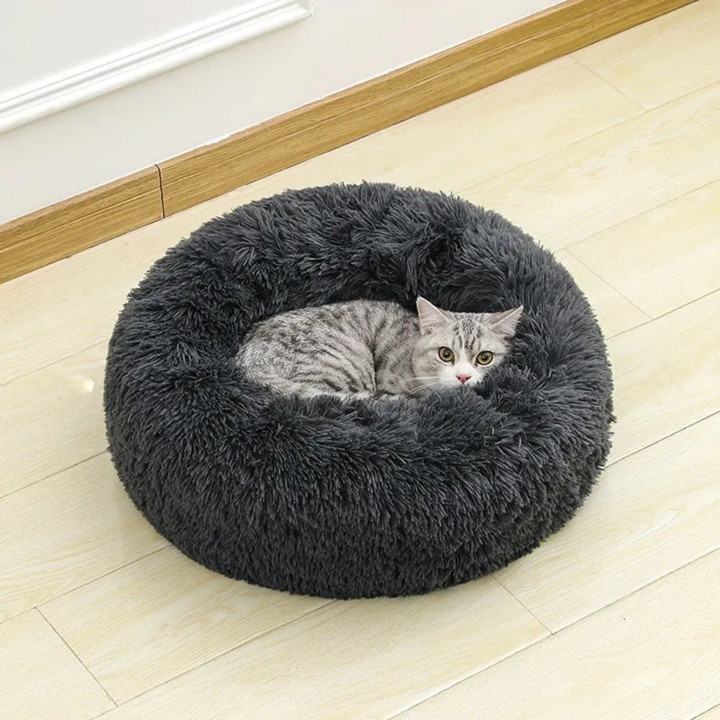 coussin pour chaton gris anthracite chaton tigré assis parquet