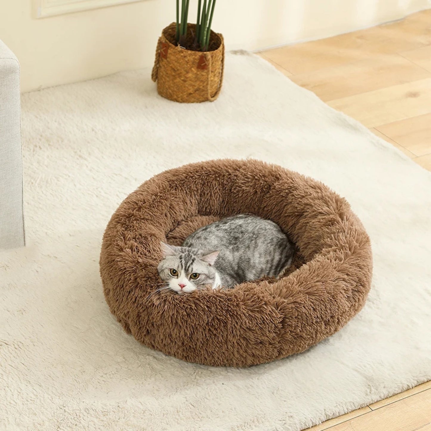 coussin pour chaton marron chaton lové salon plante