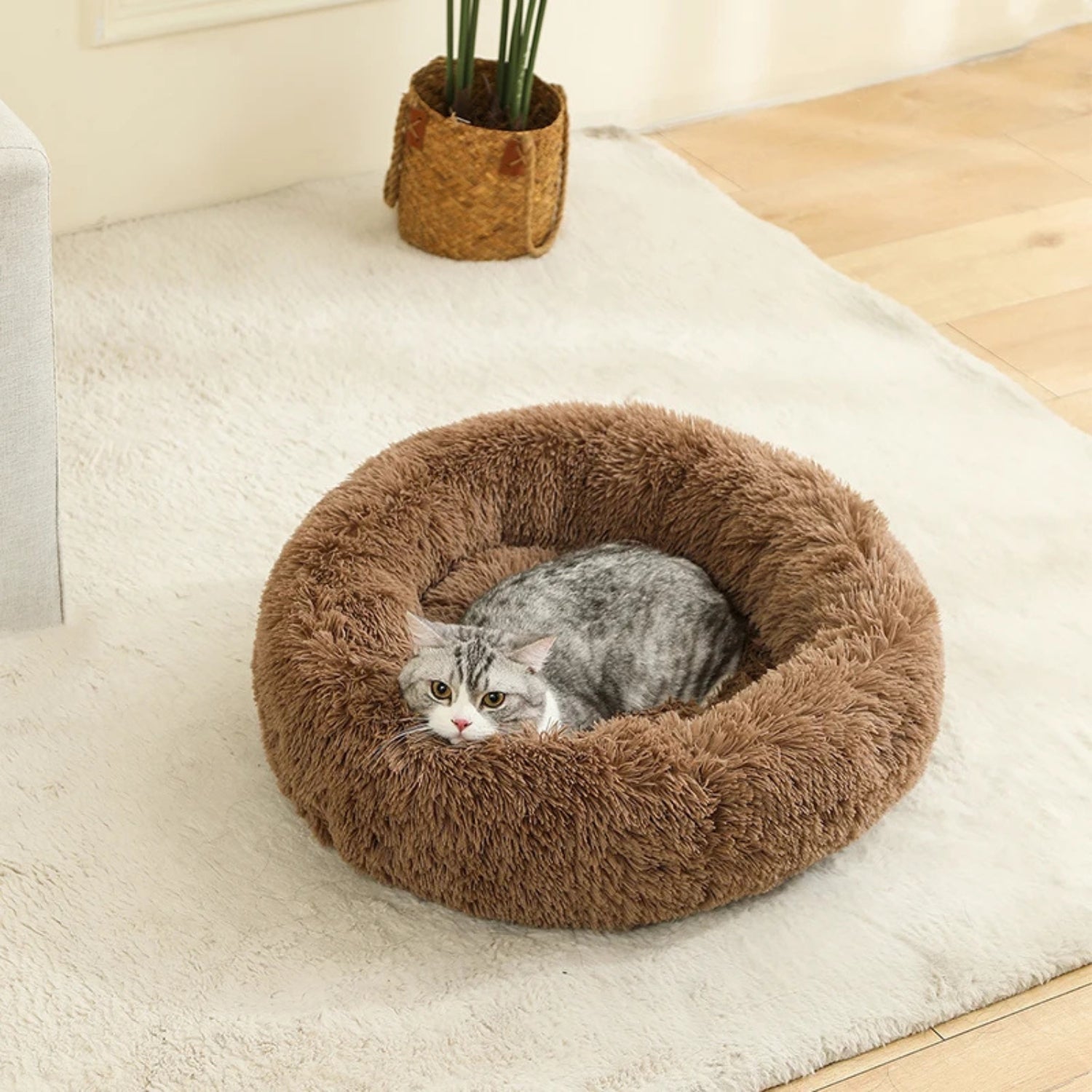 coussin pour chaton marron chaton lové salon plante
