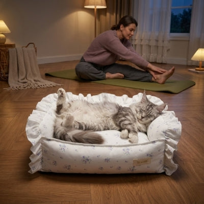 coussins chats fleurs bleues maine coon dos femme stretching