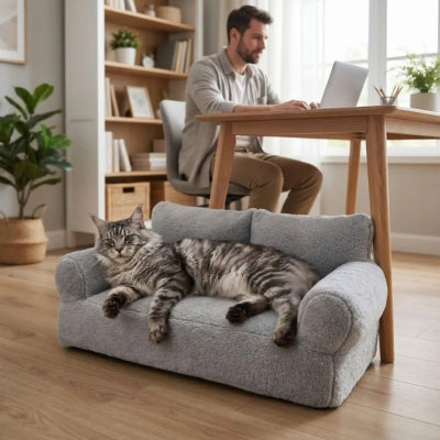 coussins pour chats FurrrVana gris maine coon affalé dessus maître en télétravail