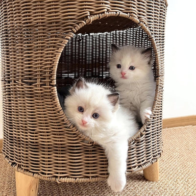 deux chatons lovés dans panier à chat en osier