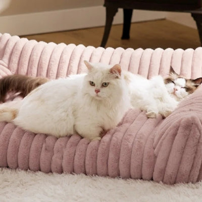 deux chats en detente paisible sur coussin chat