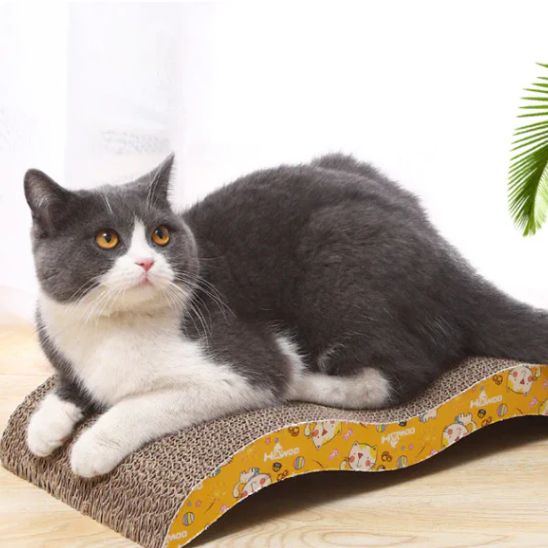 griffoir chat chat en detente dessus