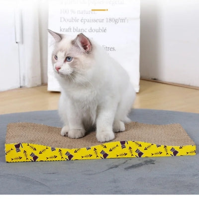 griffoir chat ragdoll relaxant paisiblement dessus